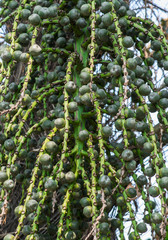 Unripe Sugar Palm Seed on tree