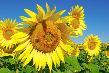 Sunflowers blooming in field on a background of blue sky