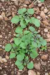 piante di patata nell'orto