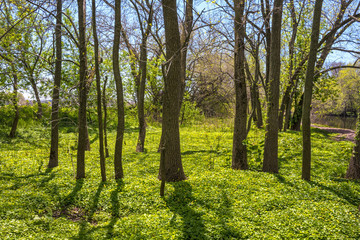 Spring Woodlands