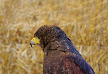 Falconeria