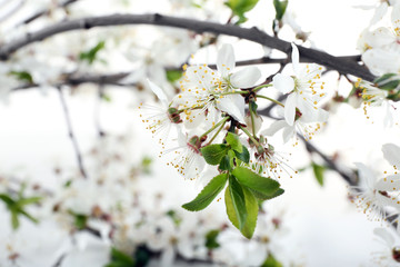 Flowering branch, closeup