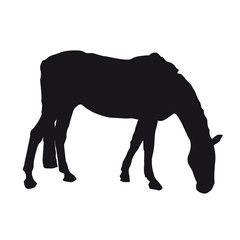 Pferd frisst auf der Weide, Koppel, Haustier in Pansion - Silhouette