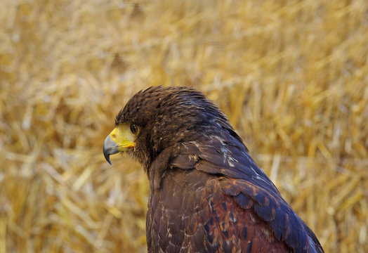 Falconeria