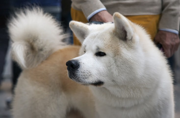 Fototapeta premium Siberian Wolf