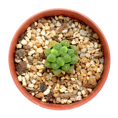 Small succulent plant.