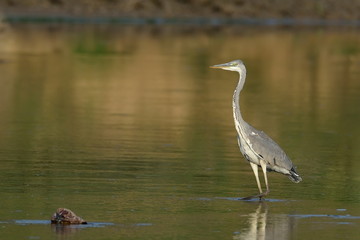 grey heron in natural habitat (ardea cinerea)