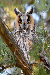 long-eared owl (Asio otus) in the tree