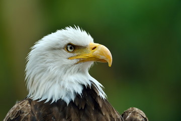 The Bald Eagle (Haliaeetus leucocephalus) portrait