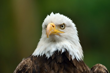 The Bald Eagle (Haliaeetus leucocephalus) portrait
