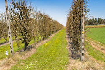 orchards organized into rows