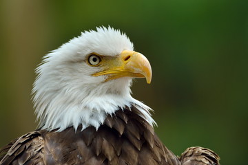The Bald Eagle (Haliaeetus leucocephalus) portrait