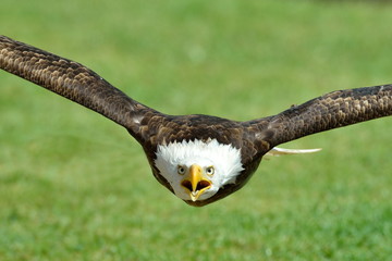 The Bald Eagle (Haliaeetus leucocephalus) portrait