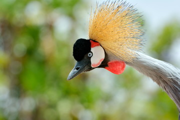 Fototapeta premium The Grey Crowned Crane (Balearica regulorum)