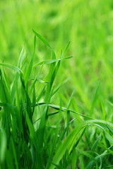 Green grass on nature background, close up