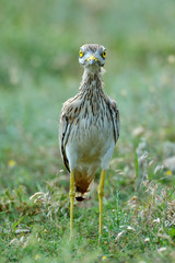 Burhinus oedicnemus (Eurasian Thick-knee, Eurasian Stone-curlew