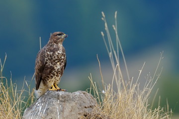 common buzzard outdoor (buteo buteo)