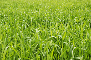 Green grass background 