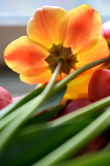Naklejka premium Closeup of beautiful colorful tulips