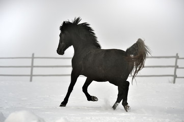 Obraz premium Beautiful horse running in winter