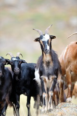 domestic goat on field in spring