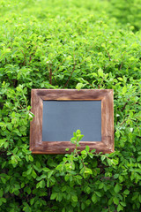 Photo frame over green bush background