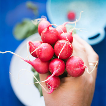 Bunch of Radish in a Hand