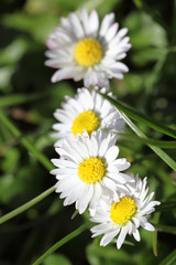 Obraz premium daisies