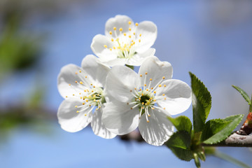 flower cherry