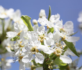 flower cherry