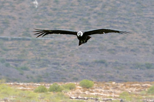 Andean Condor (Vultur gryphus) flying