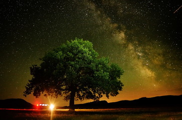 lonely tree on field under the night sky