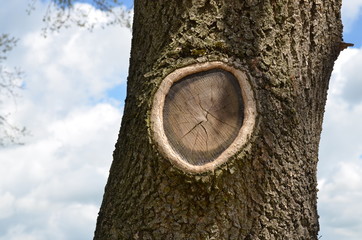 Vernarbter Baum