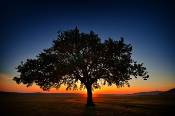 Fototapeta premium lonely tree on field at dawn