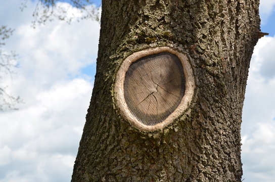 Vernarbter Baum