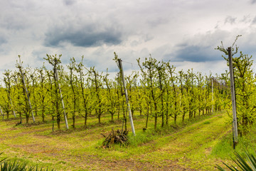 Fototapeta na wymiar orchards organized into rows on rolling hills