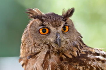 owl portrait