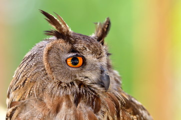 owl portrait