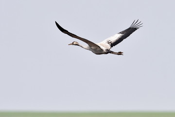 common crane in natural habitat (grus grus)
