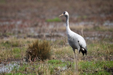 Obraz na płótnie Canvas common crane in natural habitat (grus grus)