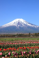 お花畑と富士山