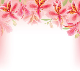 Alstroemeria background