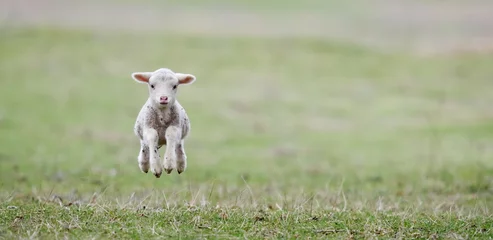 Papier Peint photo Lavable Moutons agneaux mignons sur terrain au printemps