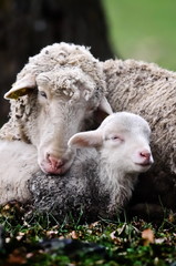 cute lambs on field in spring © bereta