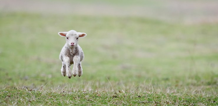cute lambs on field in spring