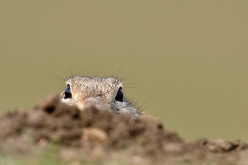 cute European ground squirrel on field (Spermophilus citellus)
