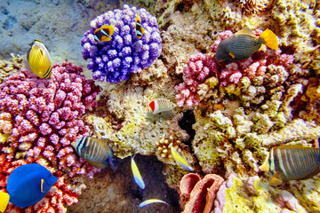 Underwater world with corals and tropical fish.