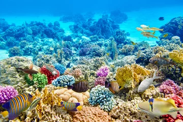 Foto auf Acrylglas Unterwasser Unterwasserwelt mit Korallen und tropischen Fischen.