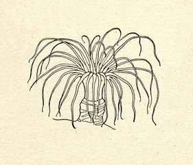 Sea anemone © Juulijs