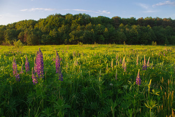 sunset light in green grass in summer field